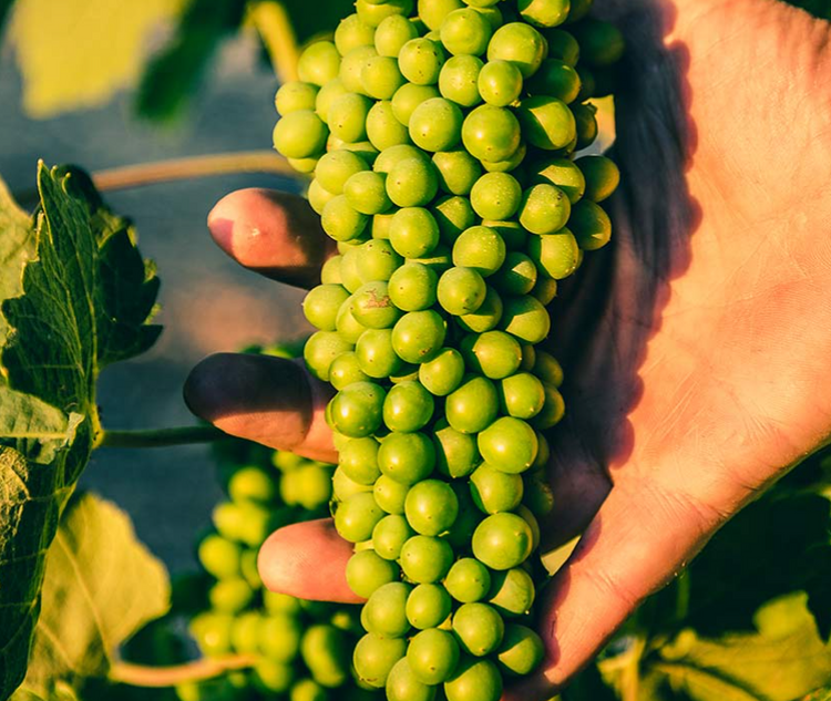 French Wineries